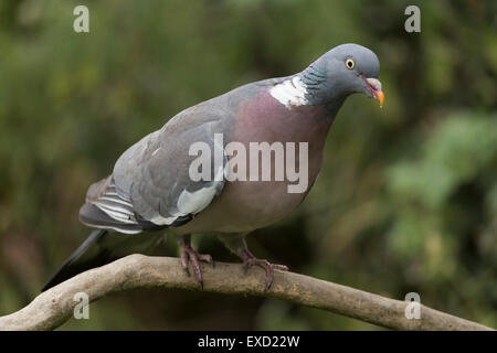 Un pigeon ramier perché. Banque D'Images