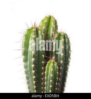Cactus isolé sur fond blanc Banque D'Images