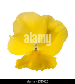 Violette jaune flower isolated on white Banque D'Images