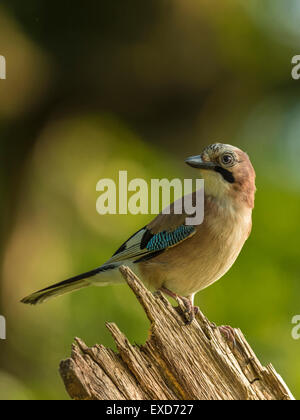 Eurasian Jay représenté perché sur une vieille souche d'arbre en bois délabrées, baigné de soleil en début de soirée. Banque D'Images