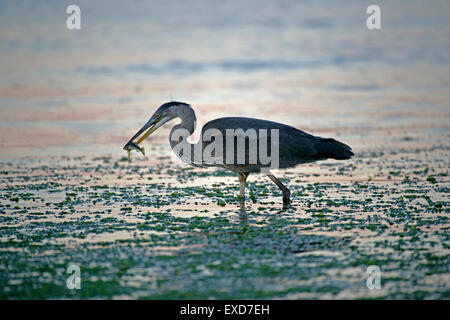 Great Blue Heron pêchant du poisson près de la mer, océan pacifique, Colombie-Britannique, Canada Banque D'Images