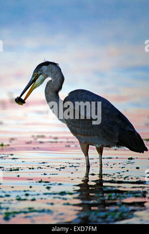 Grand Héron dans l'eau poisson chasse marée ( Ardea herodias ) Banque D'Images