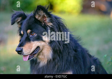 Collie cross noir et tane, portrait Banque D'Images