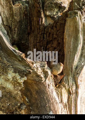 British Wren dépeint l'affectation sur une vieille souche d'arbre en bois délabrées, baigné de soleil en début de soirée. Banque D'Images