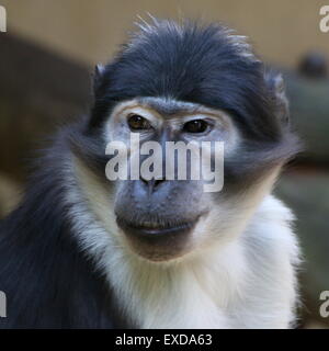 Portrait d'une blanche de l'Afrique de l'Ouest cercocèbe couronné (Cercocebus atys lunulatus)/ torquatus a.k.a. Mangabey blanc fuligineux Banque D'Images