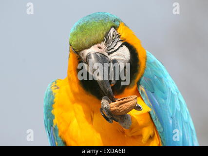 L'Amérique du Sud, l'ara bleu et jaune (Ara ararauna) close-up, tout en mangeant une noix Banque D'Images