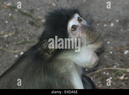 Femme blanche africaine cercocèbe couronné (Cercocebus atys lunulatus) avec sa peluche abajoues avec de la nourriture Banque D'Images