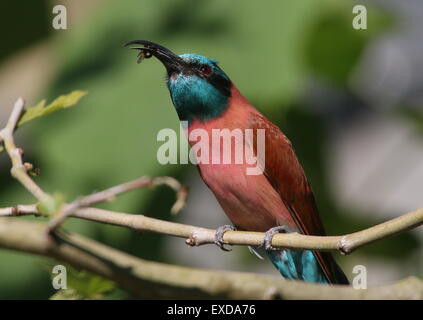 Le Nord de l'Afrique carmine bee-eater ou Nubian bee eater (Merops nubicus) maintenant qu'il a capturé un insecte Banque D'Images