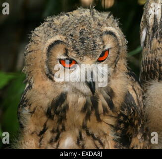 (Bubo lacteus indien bengalensis), a.k.a.Rock Eagle Owl ou bengale Eagle Owl. Banque D'Images