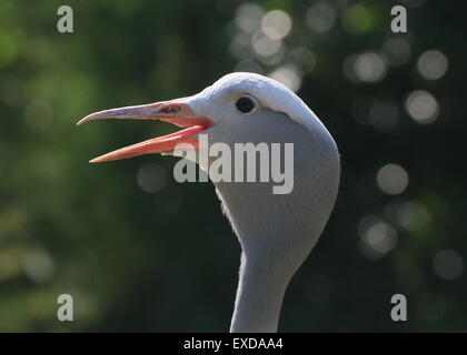 Gros plan de la tête d'un Africain du Sud (Blue Crane Grus paradisea, Anthropoides paradisea), alias Paradise ou Stanley crane Banque D'Images