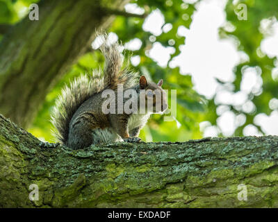 Seul l'Écureuil gris de l'illustre l'affectation sur une branche d'arbre en bois. Banque D'Images