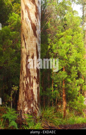 Un arbre Karri (Eucalyptus diversicolor) sentinel après la pluie dans la Vallée des Géants, près de Walpole, WA. Banque D'Images