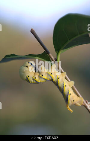 La tête de mort Acherontia atropos Sphynx ; larve sur Privet ; UK Banque D'Images