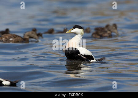 ; D'Eider (Somateria mollissima Homme célibataire sur mer ; troupeau au-delà des îles Farne, UK Banque D'Images