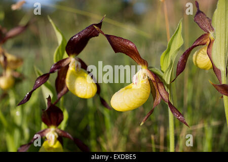 Lady's Slipper Orchid Cypripedium calceolus, Cumbria, Royaume-Uni Banque D'Images