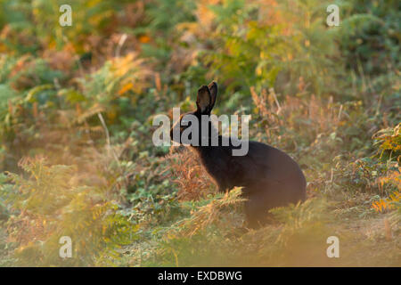 Black Rabbit Oryctolagus cunniculus ; seul dans Bracken St Mary's, Îles Scilly ; UK Banque D'Images