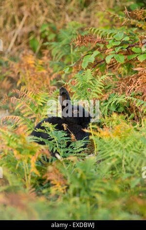 Black Rabbit Oryctolagus cunniculus ; seul dans Bracken St Mary's, Îles Scilly ; UK Banque D'Images