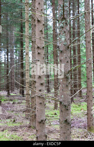 Pins différents au sein d'une forêt de pins cultivés Banque D'Images