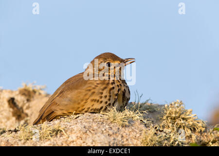 Grive musicienne Turdus philomelos ; seul ; Cornwall UK Banque D'Images