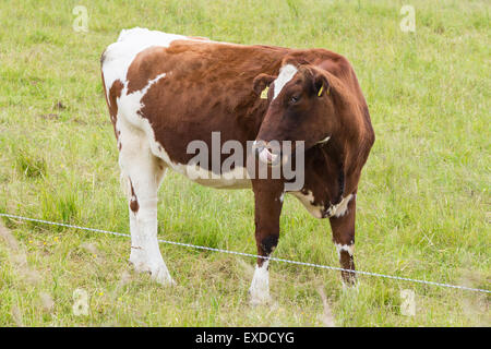 Une seule Vache brune debout sur l'herbe verte montrant Langue maternelle Banque D'Images