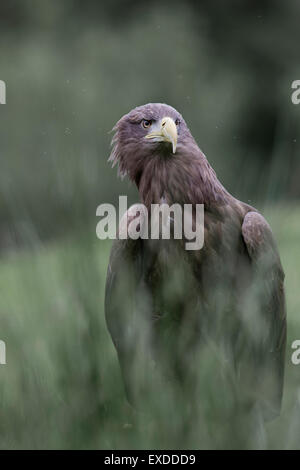 L'aigle de mer à queue blanche (Haliaeetus albicilla) ; seul ; Captive ; Northumberland ; UK Banque D'Images