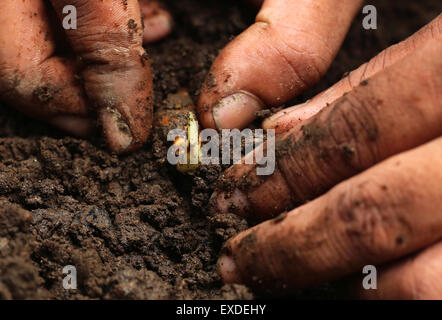 La plantation en sol fertile de curcuma Banque D'Images