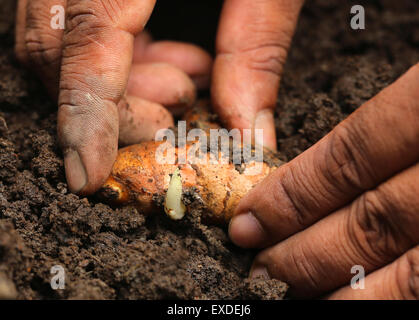 La plantation en sol fertile de curcuma Banque D'Images