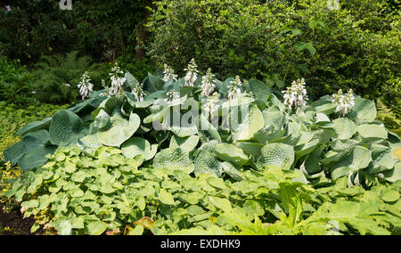 Grand groupe De hosta plantes avec fleurs blanches au jardin Banque D'Images