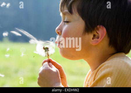 Caucasien enfant, garçon, 5-6 ans, graines de pissenlit de soufflage. Close up de côté de face et seedhead. Par contre-jour du soleil. Motion Blur. Banque D'Images