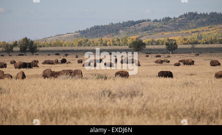 Dans le troupeau de bisons du Parc National de Grand Teton, Wyoming, USA Banque D'Images