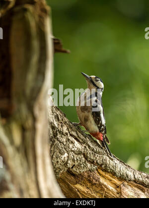 Seule femelle grand pic mar (Dendrocopos major) en quête de bois naturel à la campagne. Sur le site vers le haut Banque D'Images