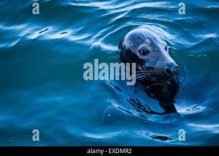 Harbour Seal, Chatham, Cape Cod, MA. Banque D'Images