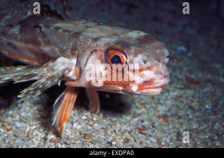 Le grondin volant, Grondin, casque ou Dactylopterus volitans), (Dactylopteridae, Mer Méditerranée Banque D'Images