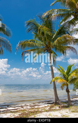 Palmiers sur golfe du Mexique dans Bokeelia sur Pine Island Florida Banque D'Images