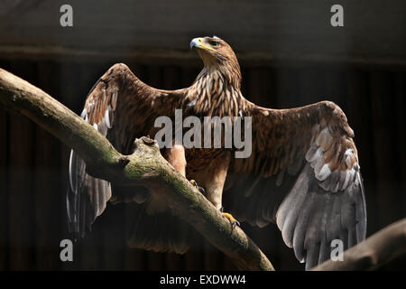 L'Est de l'aigle impérial (Aquila heliaca) au zoo de Liberec en Bohême du Nord, en République tchèque. Banque D'Images