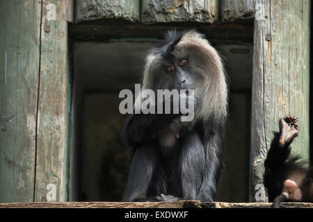 Lion-tailed macaque (Macaca silène), également connu sous le nom de wanderoo au zoo de Liberec en Bohême du Nord, en République tchèque. Banque D'Images