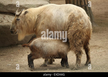 Golden Takin (Budorcas taxicolor bedfordi) nourrir son veau au zoo de Liberec en Bohême du Nord, en République tchèque. Banque D'Images