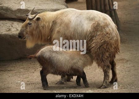 Golden Takin (Budorcas taxicolor bedfordi) nourrir son veau au zoo de Liberec en Bohême du Nord, en République tchèque. Banque D'Images