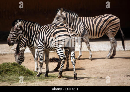 Le zèbre de Chapman (Equus quagga chapmani) au zoo de Liberec en Bohême du Nord, en République tchèque. Banque D'Images