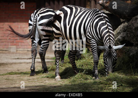 (Equus zebra crinière quagga borensis) au zoo de Liberec en Bohême du Nord, en République tchèque. Banque D'Images