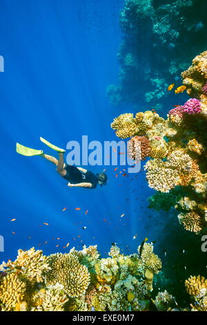 Sous-marine, plongée avec tuba femme Coral Reef, Trou Bleu près de Dahab, Mer Rouge, Egypte Banque D'Images