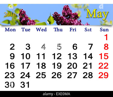 Calendrier de mai de 2016 avec des fleurs de lilas. Calendrier pour l'impression et utilisation dans la vie de bureau. Banque D'Images