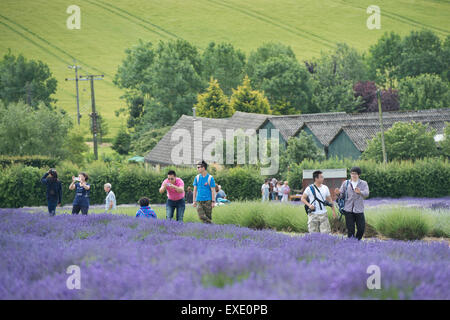 Les touristes asiatiques de prendre des photos en face de lavande à Gloucestershire Angleterre ferme Snowshill Banque D'Images