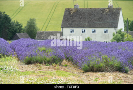Champs de lavande à Gloucestershire Angleterre ferme Snowshill Banque D'Images
