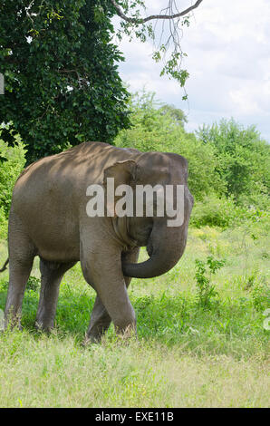 InUdawalawe l'éléphant sauvage, le parc national de Sri Lanka Banque D'Images