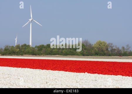 Champs de tulipes rouges et blanches avec des éoliennes modernes aux Pays-Bas Banque D'Images