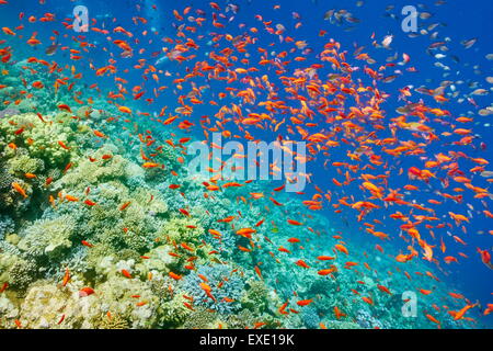 Photo sous-marine, banc de poissons sur la barrière de corail en mer Rouge, Egypte Banque D'Images