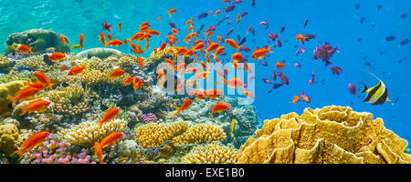 Mer Rouge, Egypte - vue sous-marine à poissons et coraux Banque D'Images