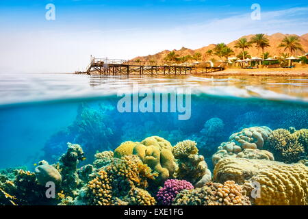 Vue sous-marine, les récifs coralliens, Dahab, Mer Rouge, Egypte Banque D'Images