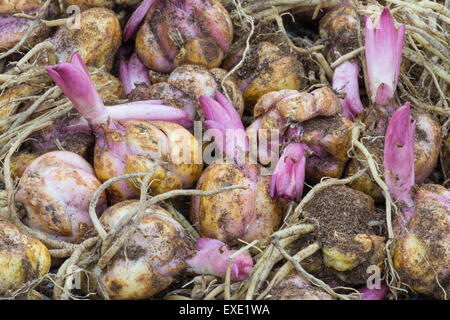 Arrière-plan de plusieurs bulbes à fleurs pourpres de germination avec Lily Banque D'Images